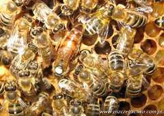 Bienenkönigin Buckfast KB, begattet