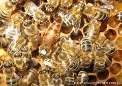 Bienenkönigin Carnica Celle, unbegattet