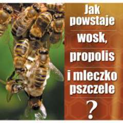Ulotka - Jak powstaje wosk, propolis i mleczko pszczele
