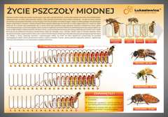 Tablica edukacyjna 60x42cm CYKL ŻYCIA PSZCZOŁY MIODNEJ