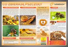Tablica edukacyjna 60x42cm- CO ZBIERAJĄ PSZCZOŁY
