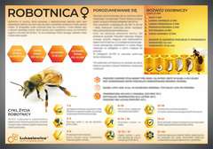 Tablica edukacyjna 60x42cm - ROBOTNICA