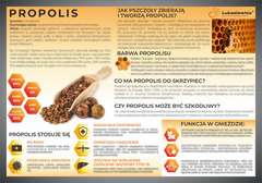 Tablica edukacyjna 60x42cm- PROPOLIS (KIT PSZCZELI)